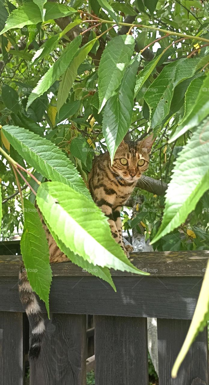 cat beautiful portrait on a wooden fence summer time, mobile photography