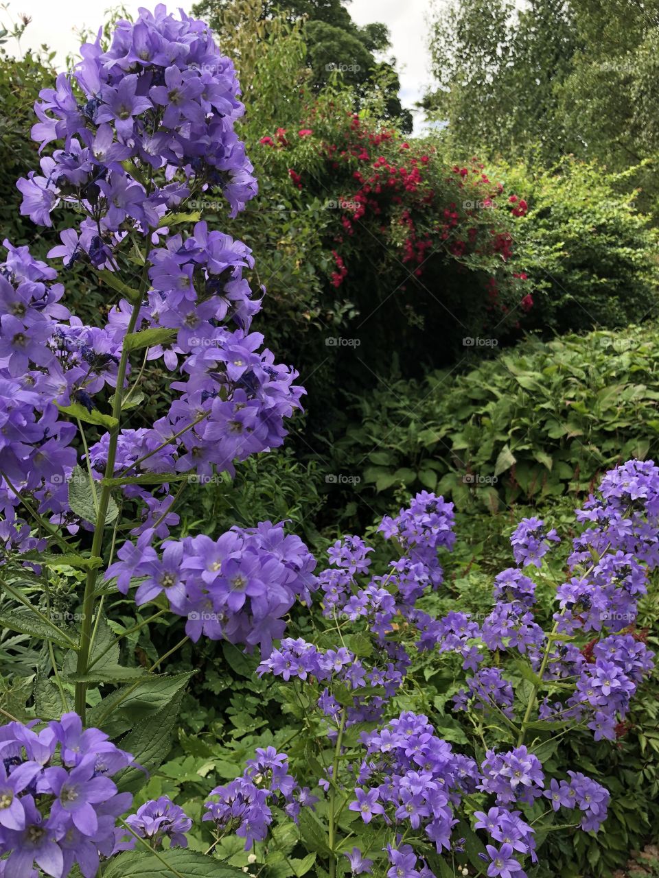 Purple blooms