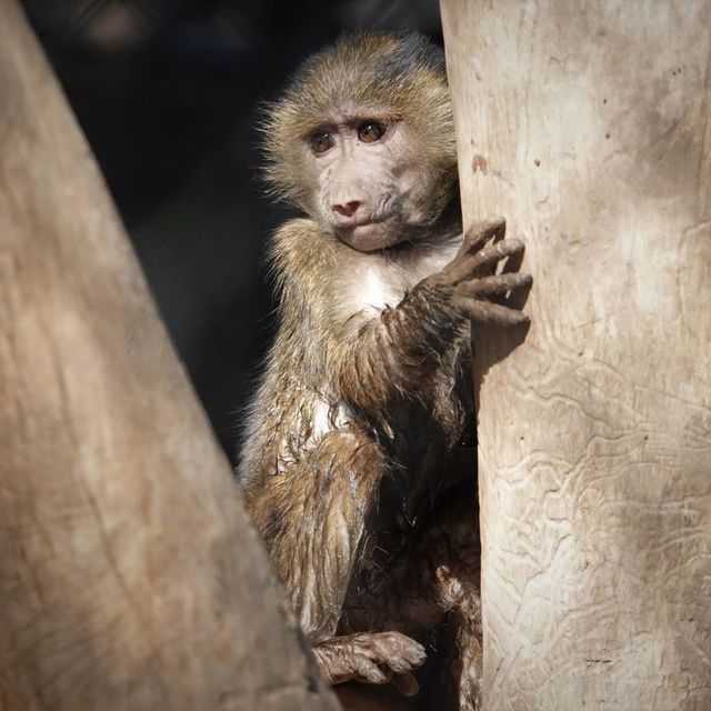 A baby primate ventures away from its mother to explore in the sunshine
