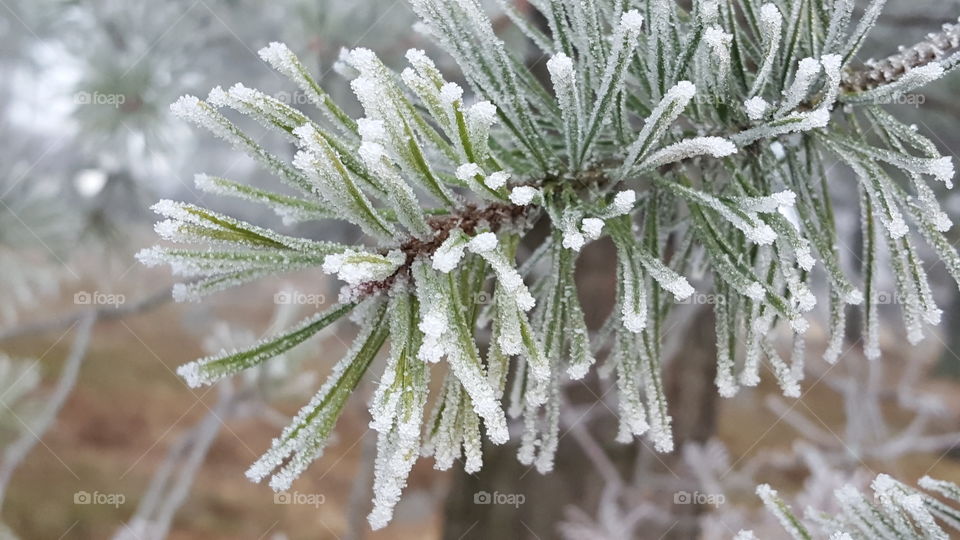 Frosty pine