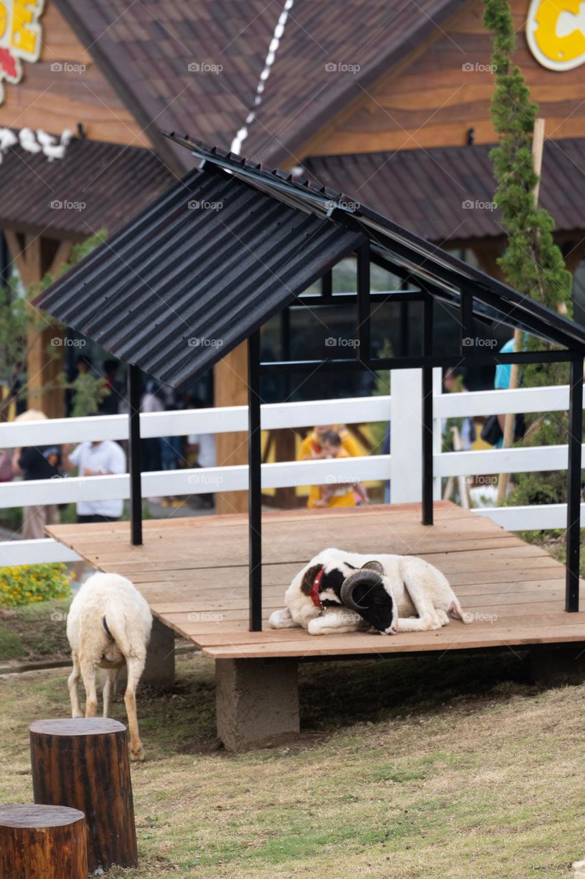 a sheep taking shelter from the hot sun