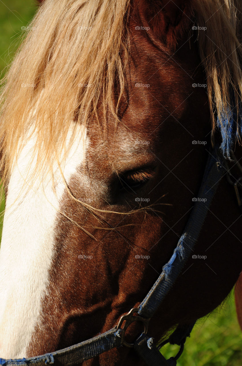 beautiful horse in the polish countryside