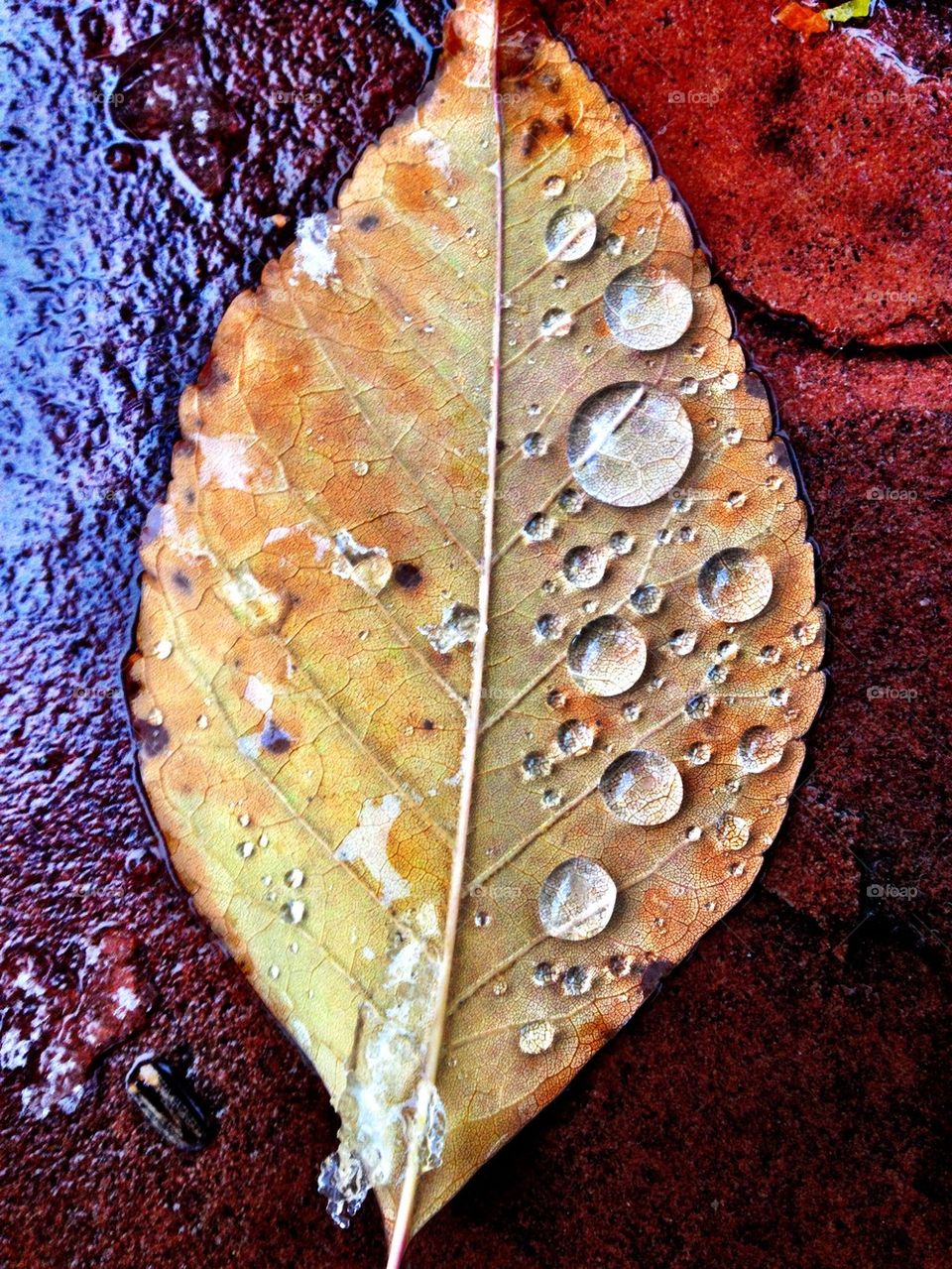 Raindrops on leafs