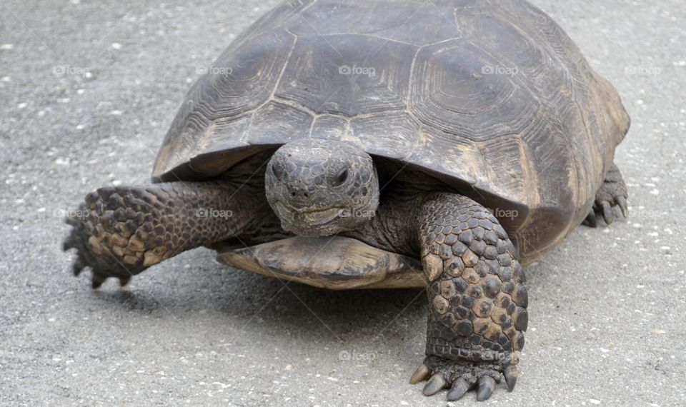 A closeup of the front of a tortoise showing his face and his left foot and claws