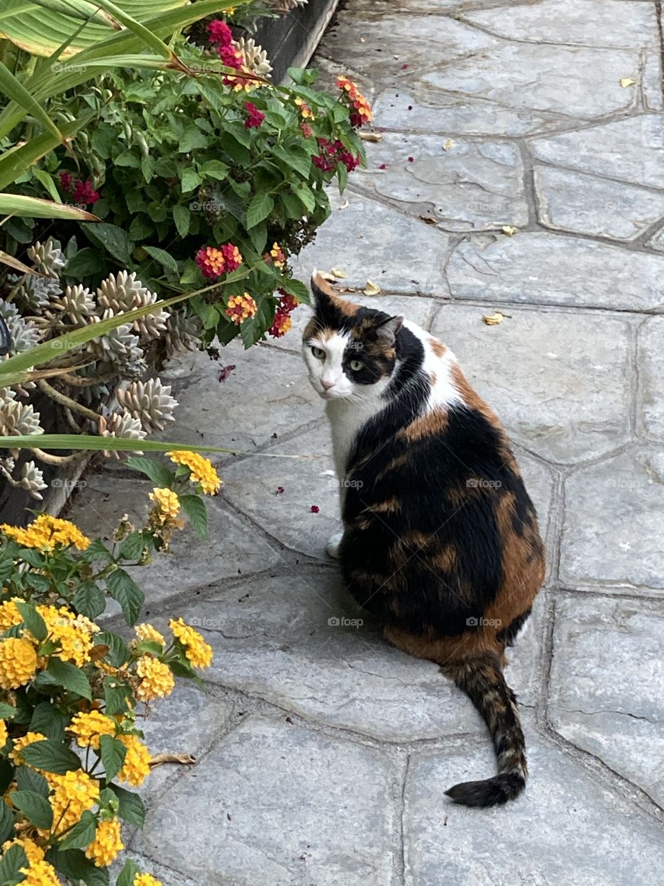 Calico cat in the garden 
