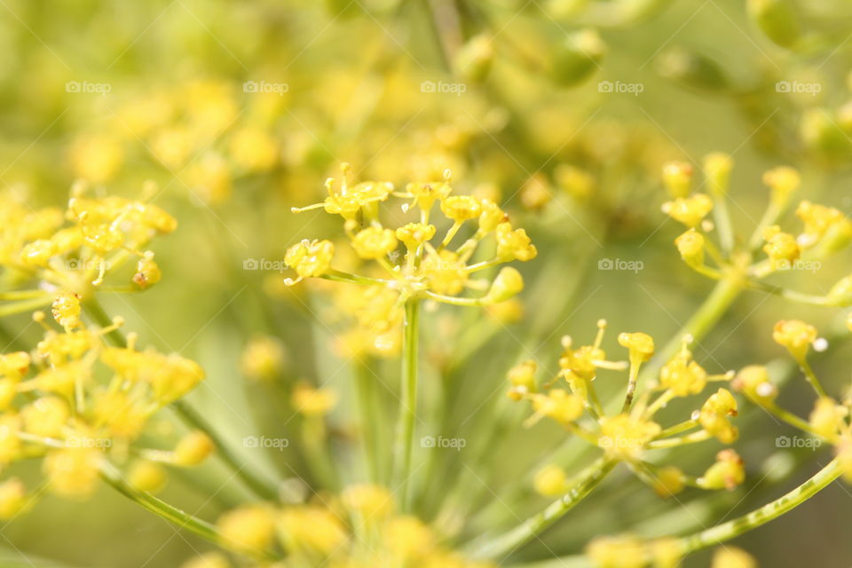 Dill close-up