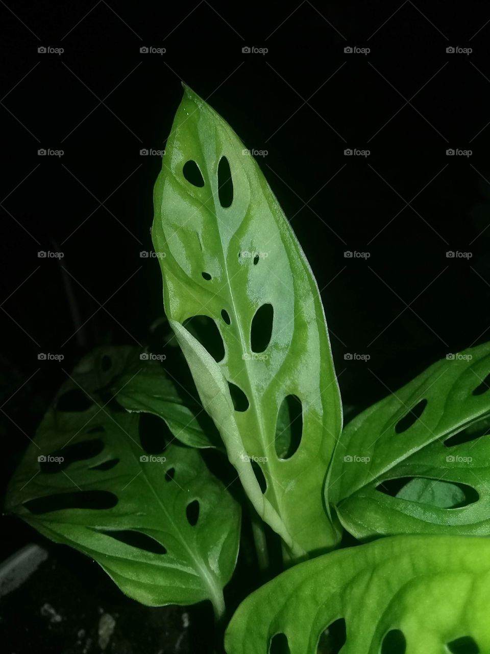 Monstera adonsonii