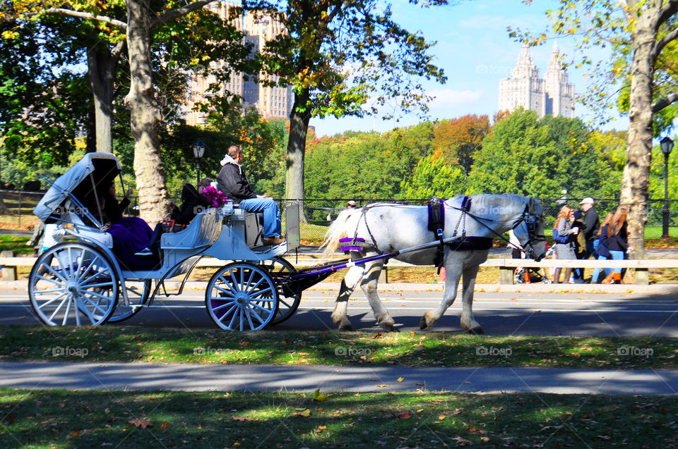 horse drawn carriage in NYC. horse drawn carriage rides in  Central Park,  NY
