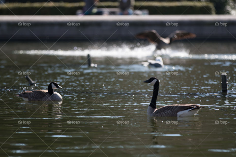 Duck, Bird, Waterfowl, Goose, Lake