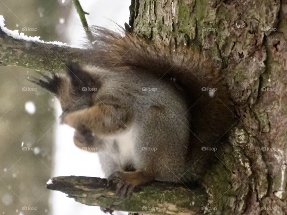 Snowflake in the eye