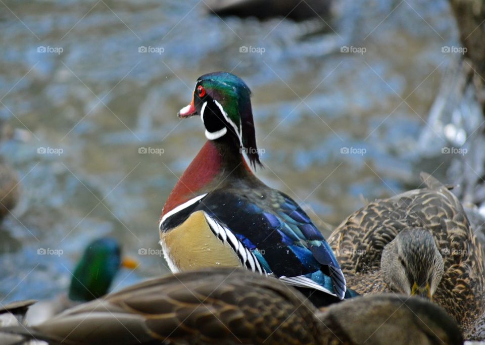 Wood Duck at the park