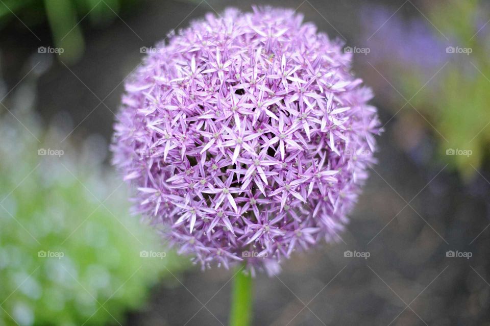 allium. flowers in garden