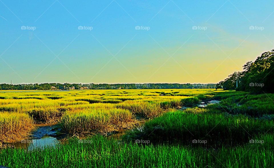 Scenic view of wetlands