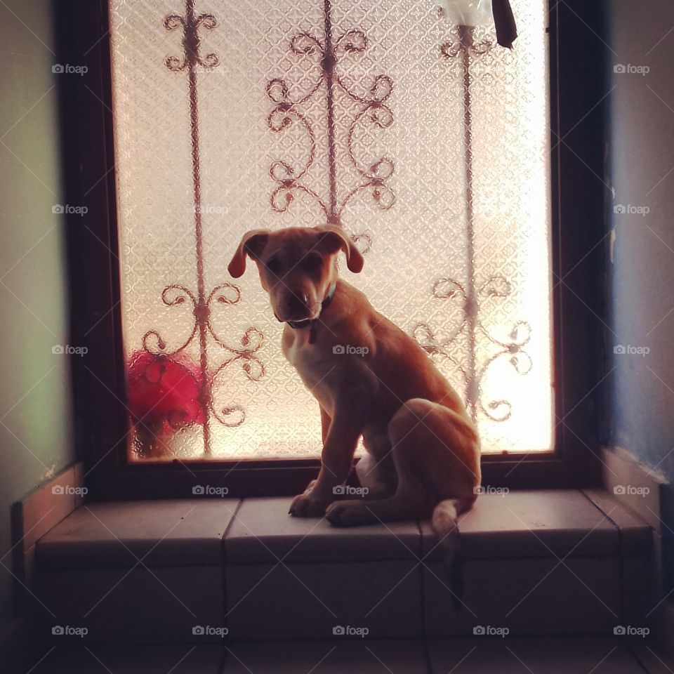 A puppy dog sitting ​​in front of a glass door with the light of dawn.