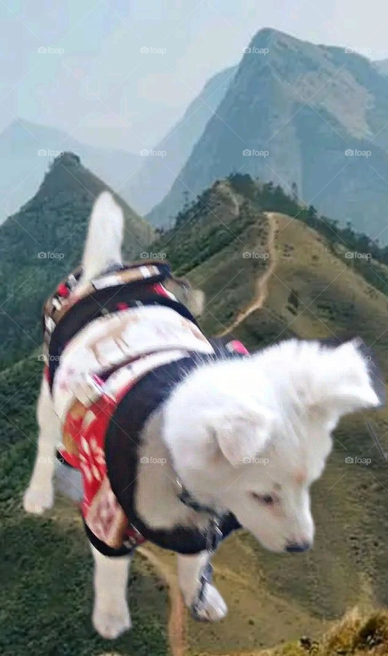 my beautiful and cute dog.