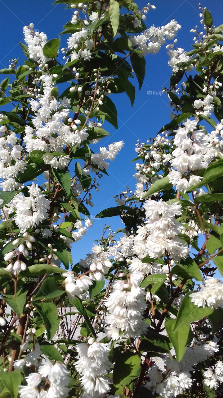 Flowering shrub Deitsiya