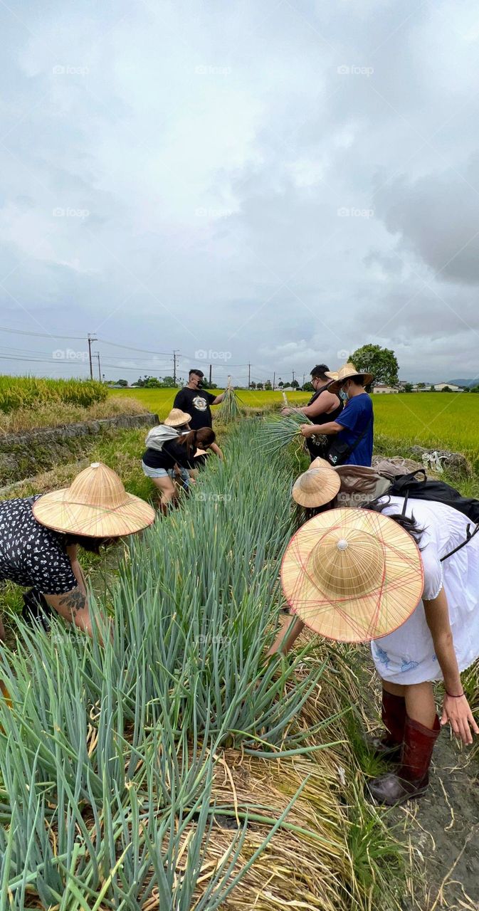 Work in the green onion field 