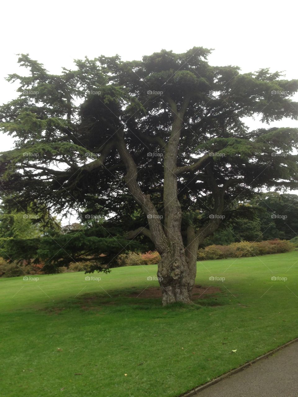 Lone tree