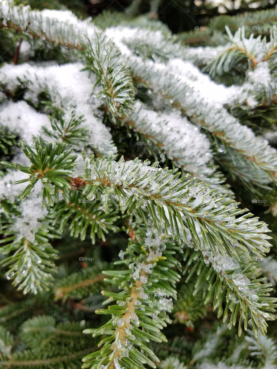 snow in the pines