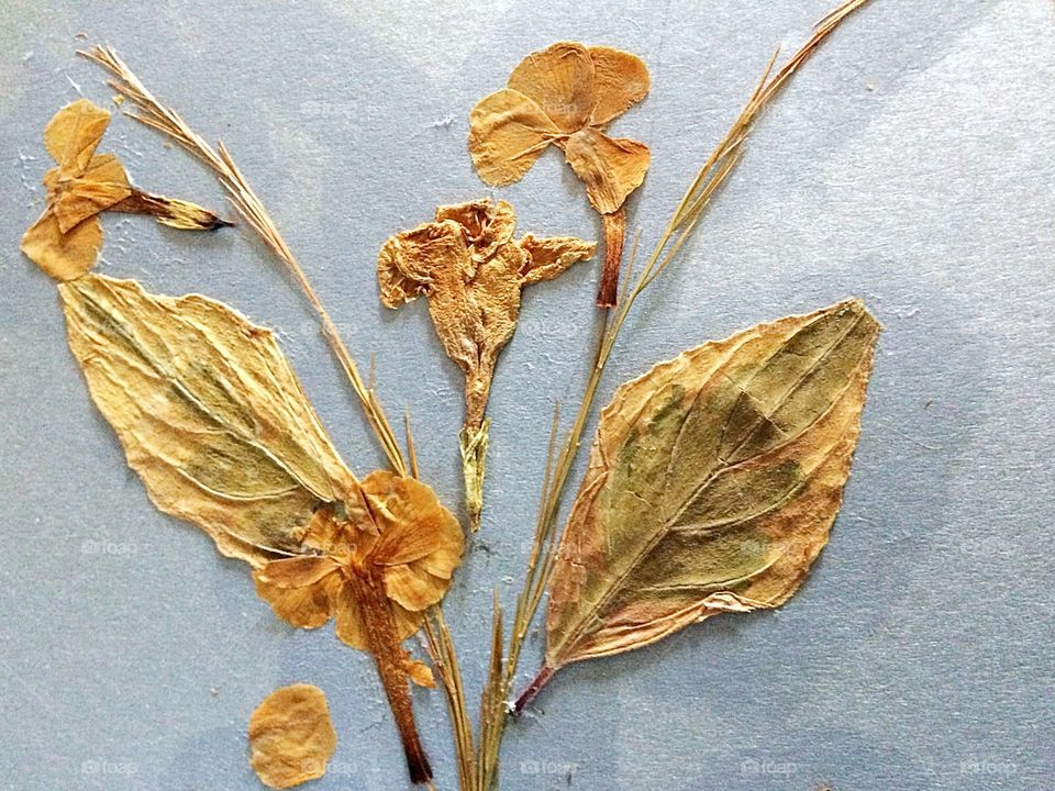 Dried flowers collage