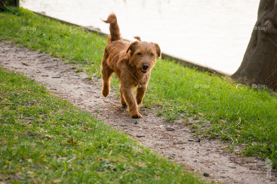 Dog in the park