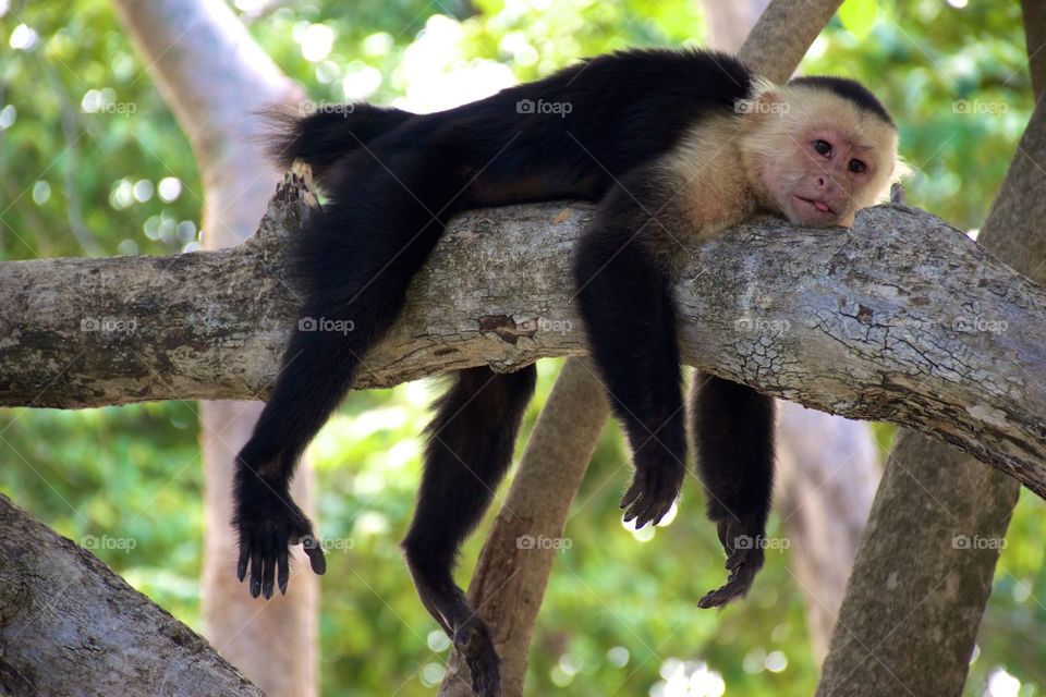 Monkeys in Costa Rica 