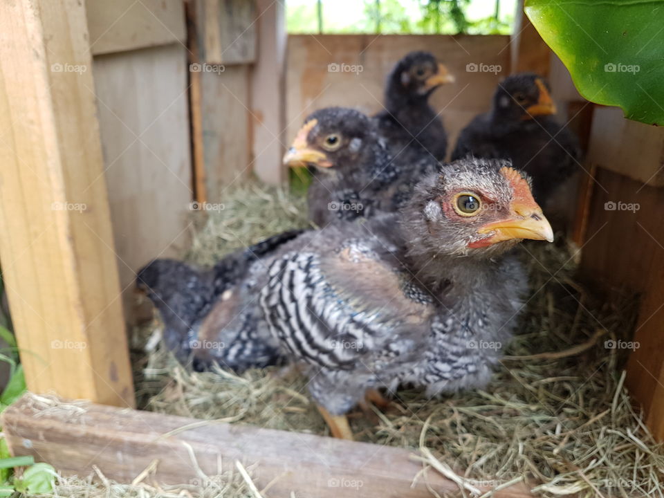 barred Plymouth rock chicks