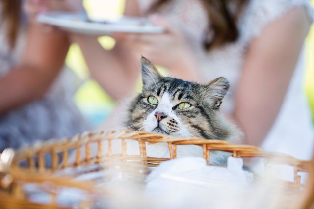 cat /Beautiful cat