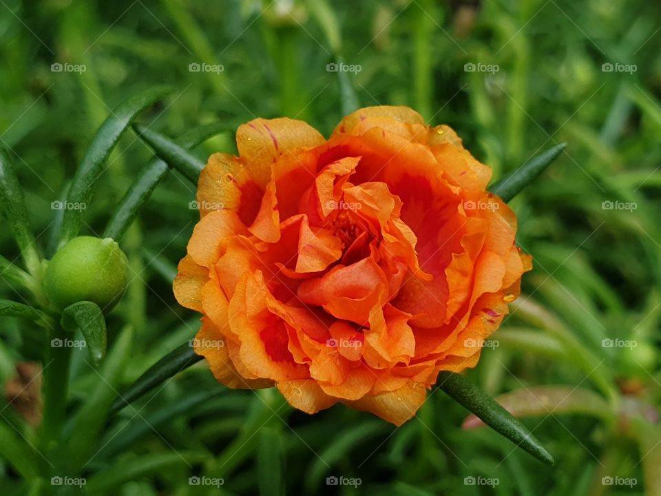 the Portulaca Grandiflora