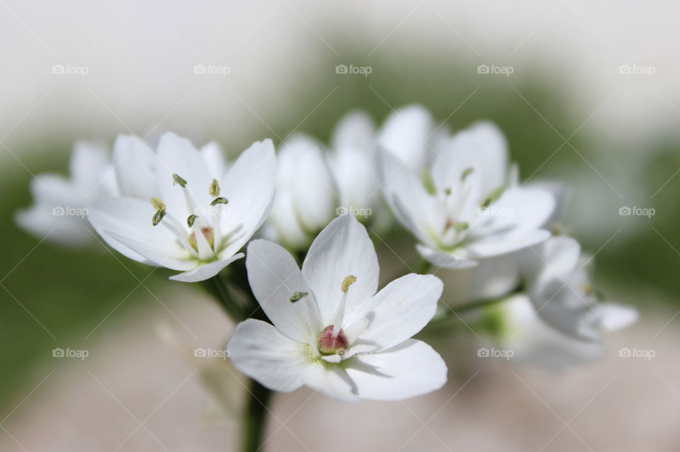 Spring flowers