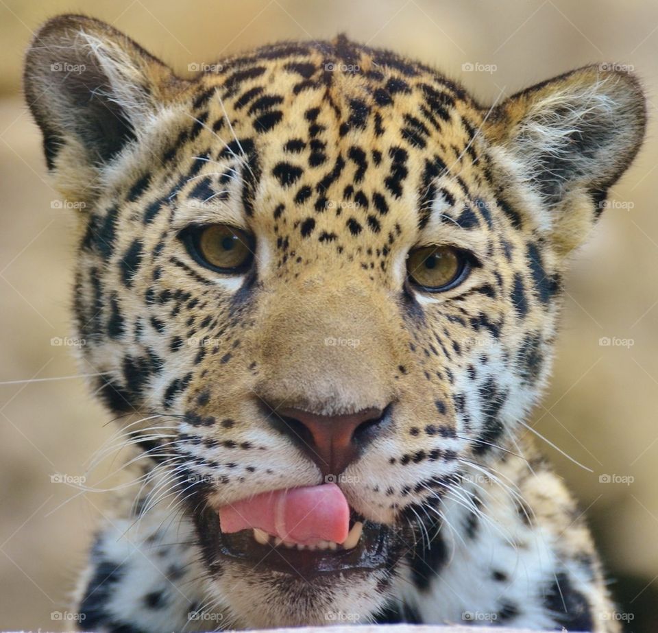 Baby Jaguar 