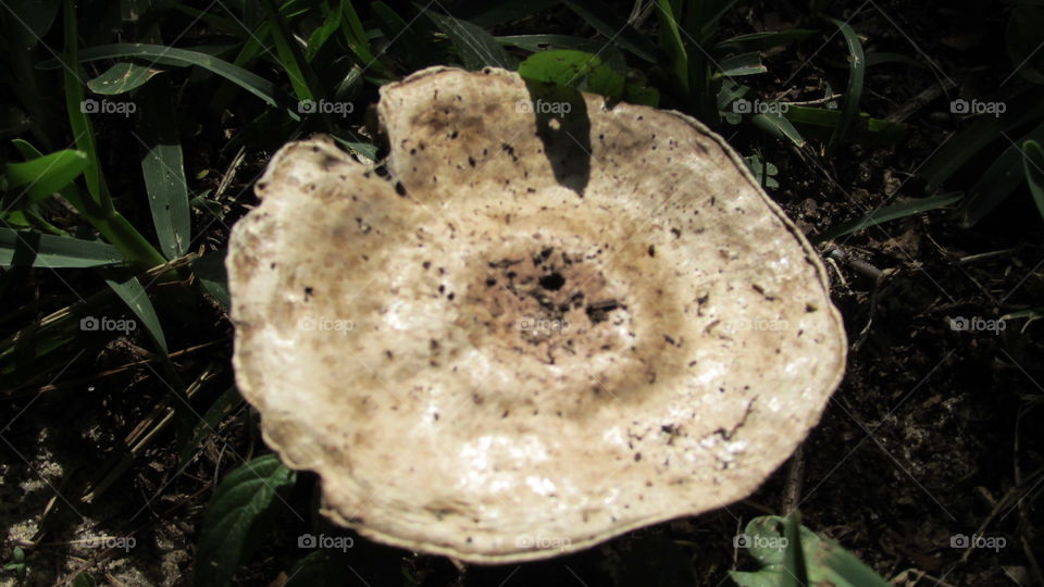Mushroom cap