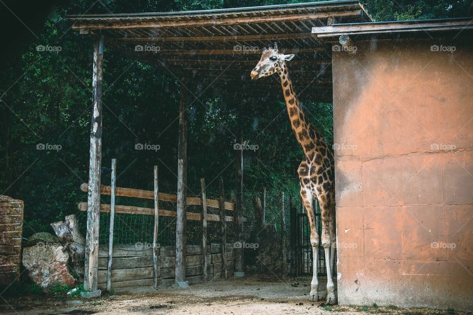 giraffe from Italian safari park