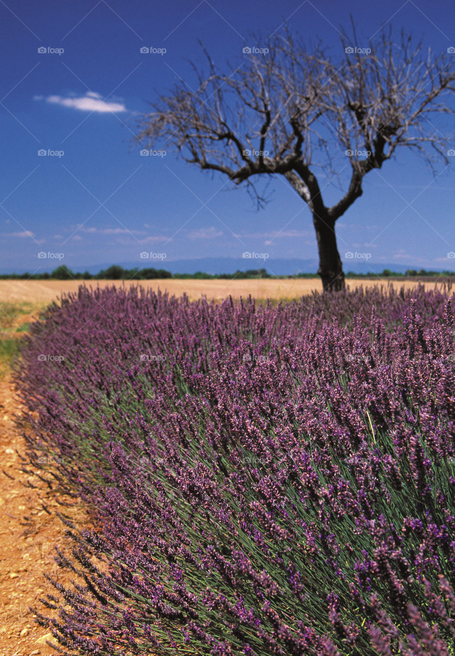 Lavender. Provence