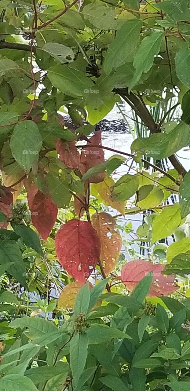 Fall beginnings