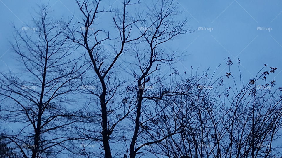 blue sky / bare trees