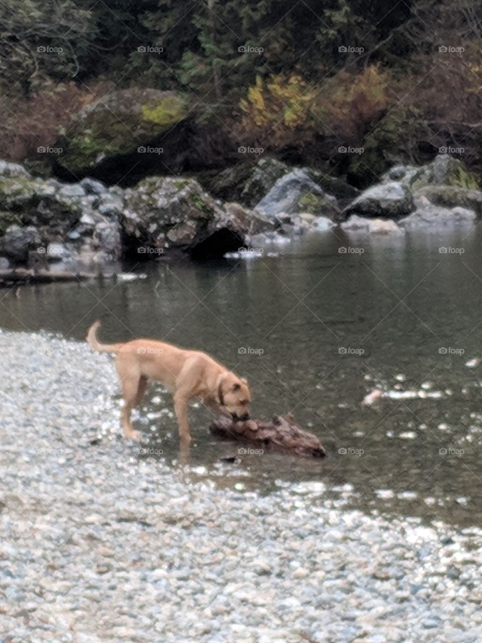 yellow dog playing by a river. dog in nature. dog finds a stick. off leash dog playing with stick near water
