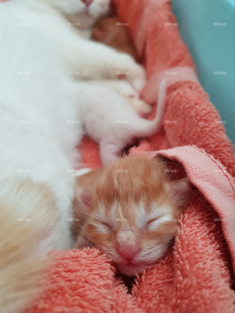 kitten born