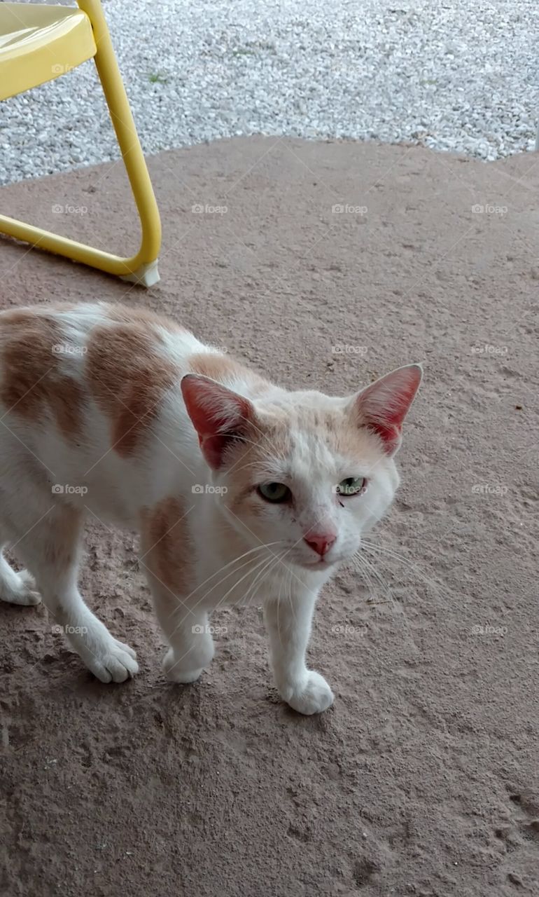 Orange and white stray cat looking for someone to pet him