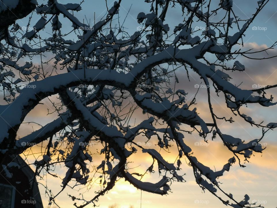Branches full of snow and a fantastic sunset in the background.  A beautiful blend of natural elements