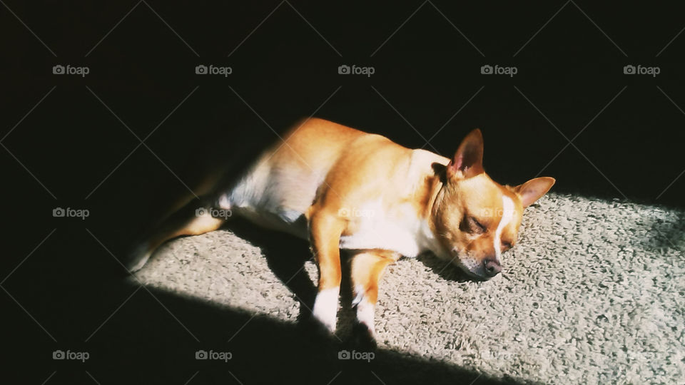 little dog sleeping in the sunlight