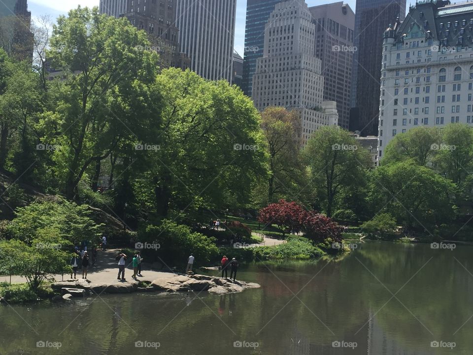 The Pond at Central Park 