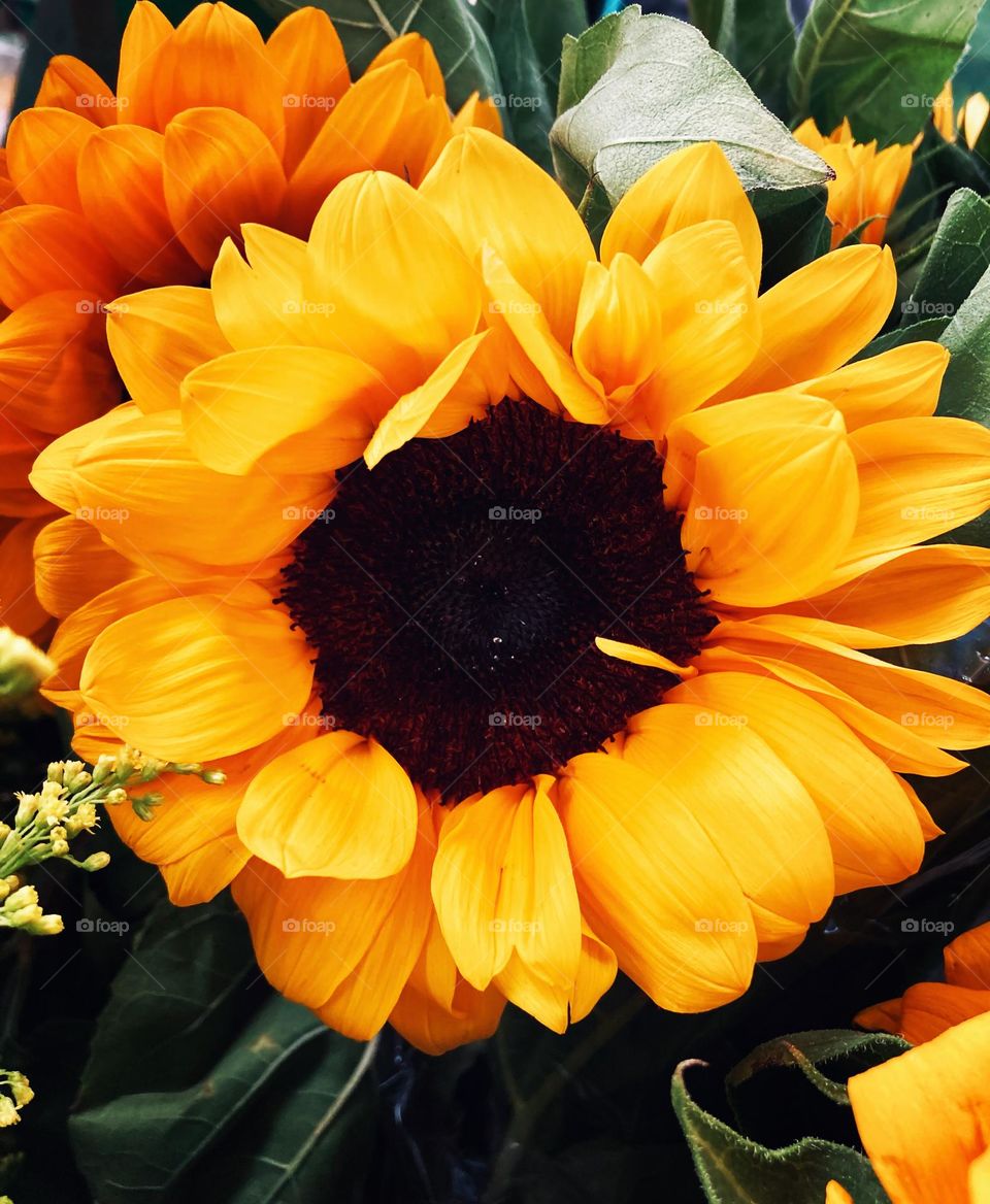 YELLOW- 🇺🇸 Very beautiful flowers to brighten our day.  Live nature and its beauty. Did you like the delicate petals? / 🇧🇷 Flores muito bonitas para alegrar nosso dia. Viva a natureza e sua beleza. Gostaram das pétalas delicadas? 