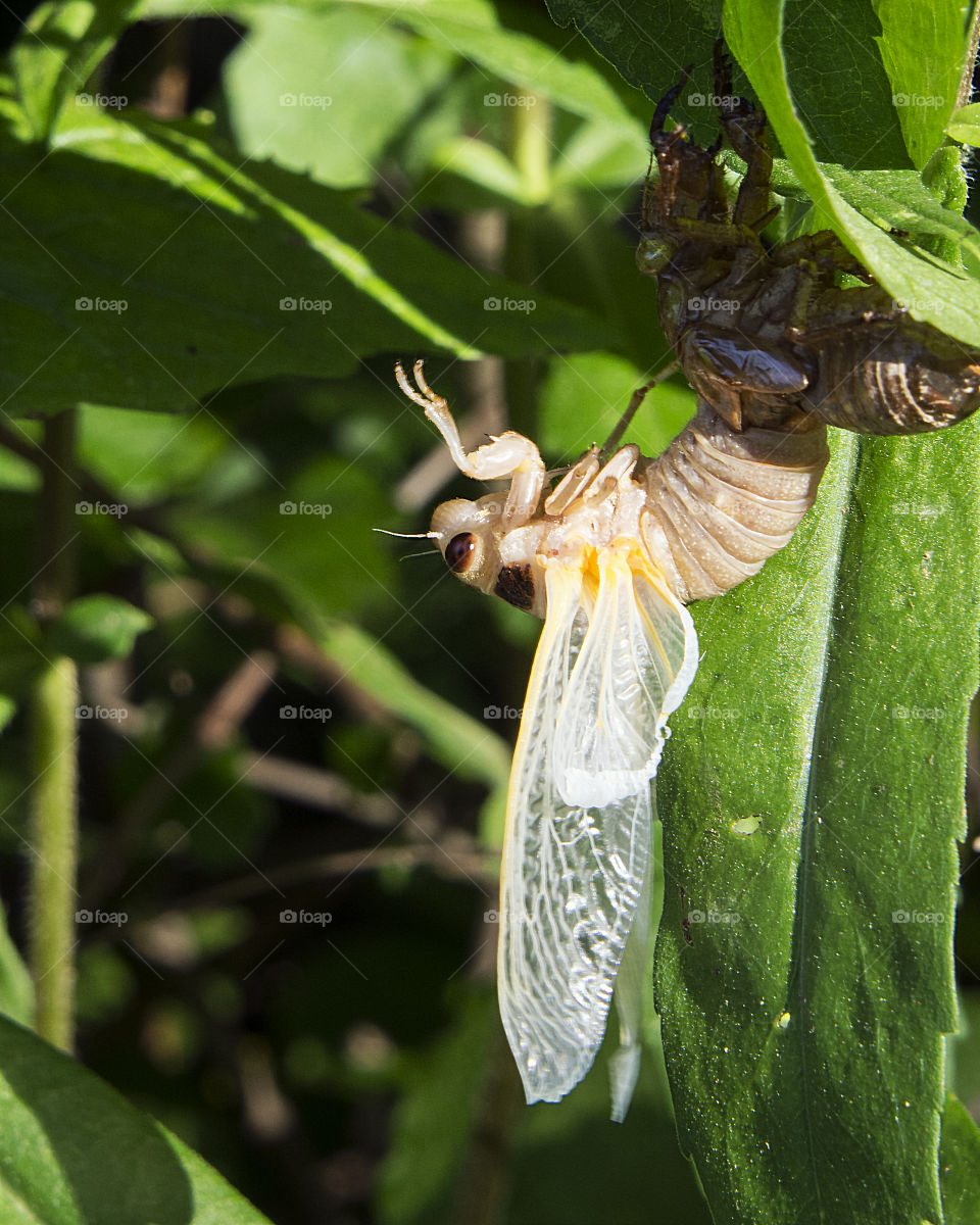 Newly emerged Seventeen year cicada hanging to dry it’s wings 