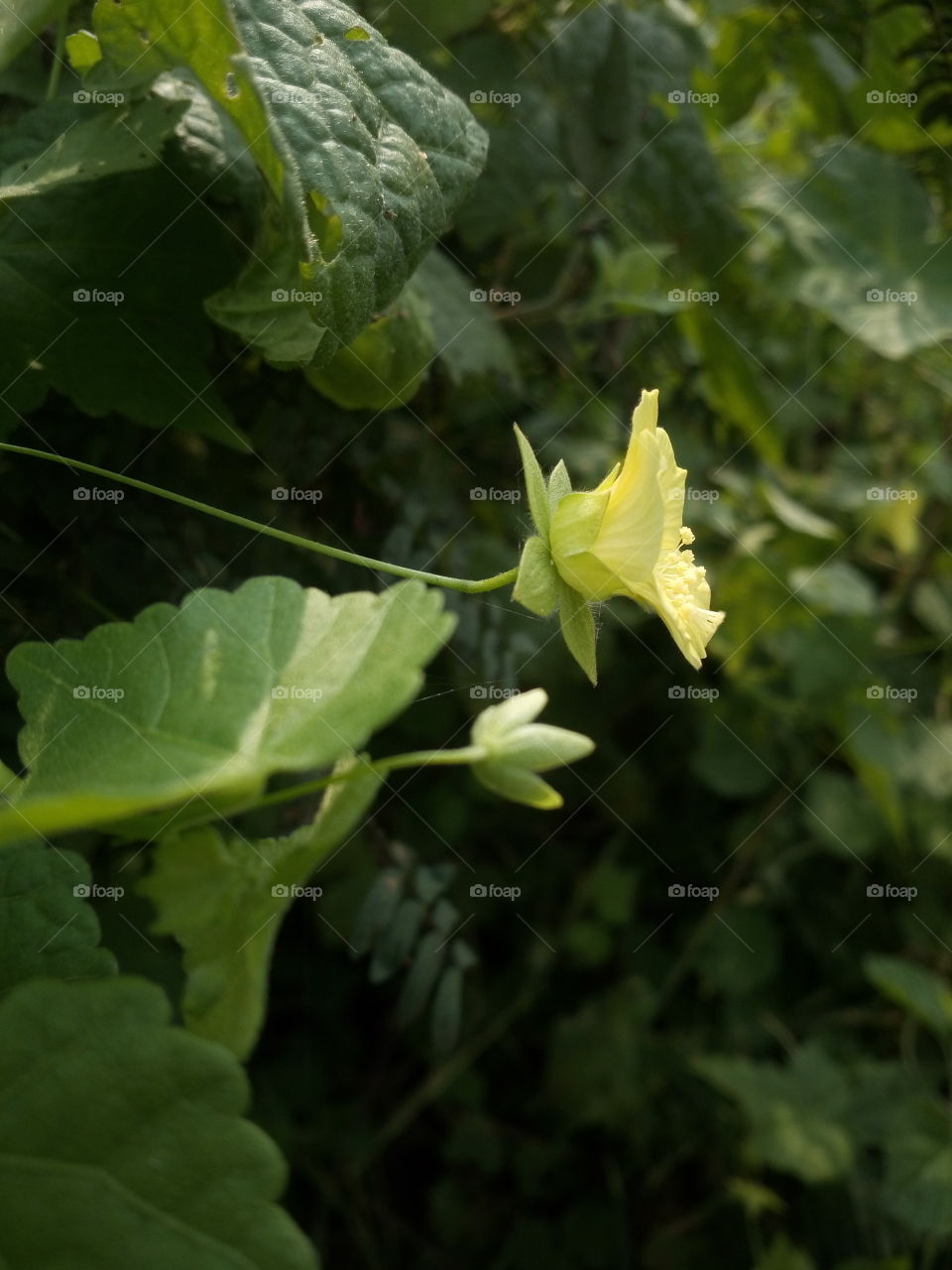 the most beautiful little yellow color flower