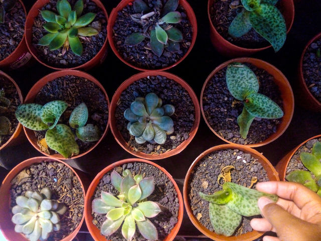 One Child's hand Touching a Green Leaf