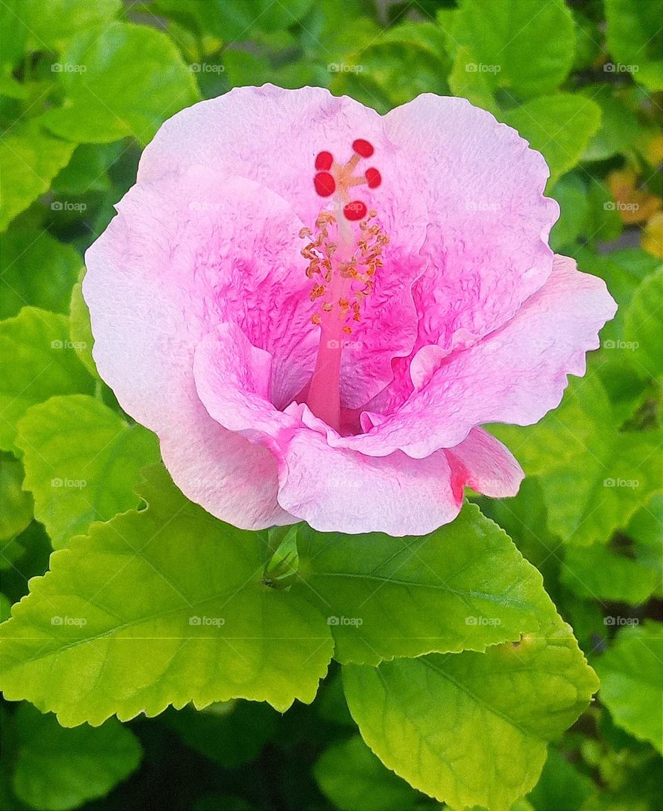 beautiful pink 💕 hibiscus 🌺flower🌺🌻🌹🌷