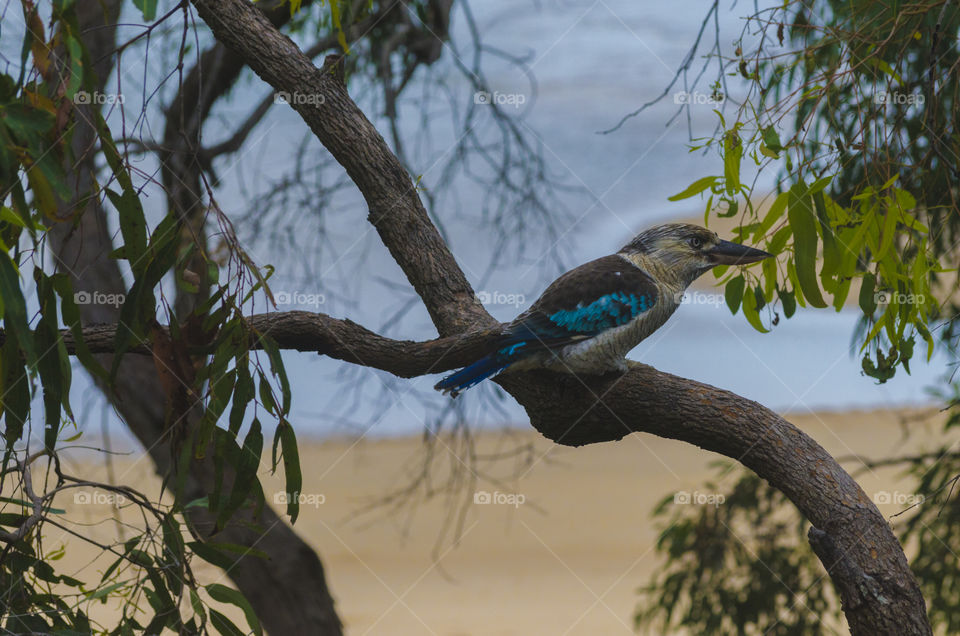 Australian kookaburra from the kingfisher family