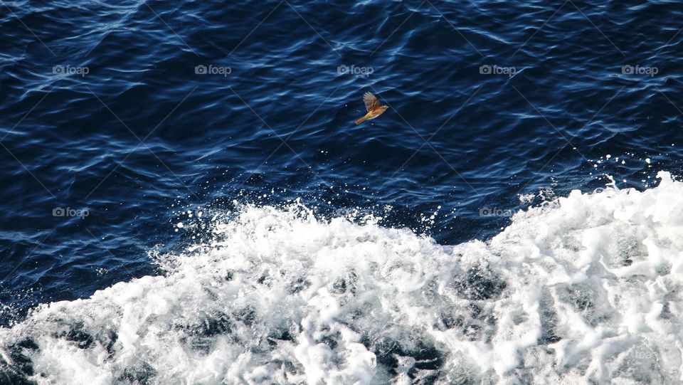 Bird Flying Alongside a Cruise Ship in the Atlantic Ocean