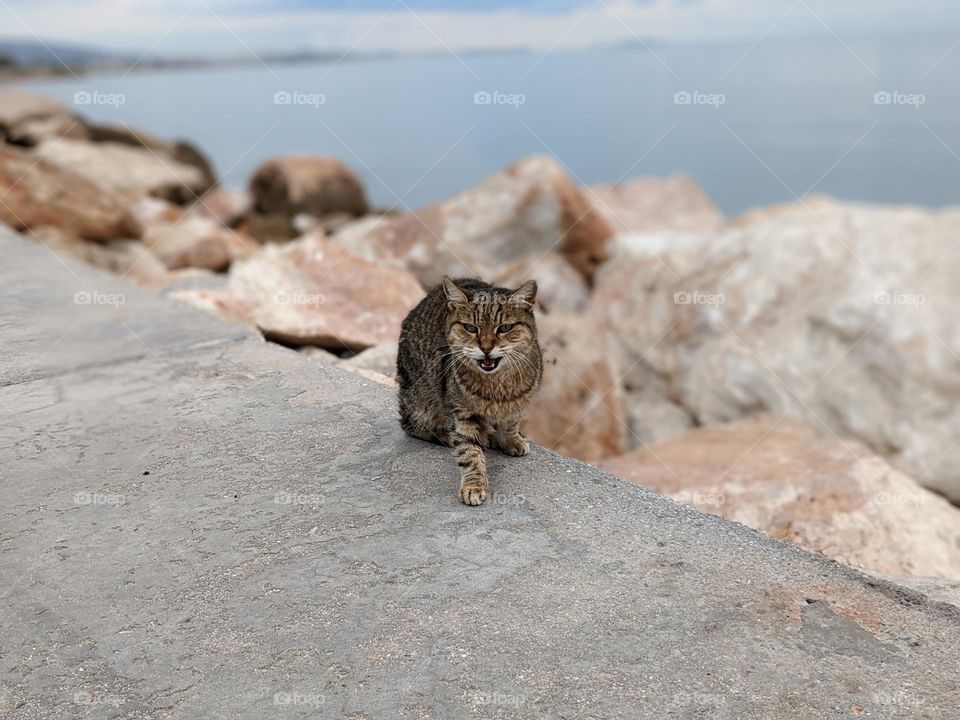 Stray tabby cat along the coast mid-meow. The ocean and rocky beach form the background. the cat sits partially on the rock and partially on the pavement
